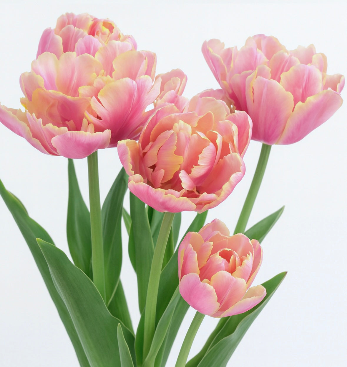 10 Tulip Bulbs- Pink Star