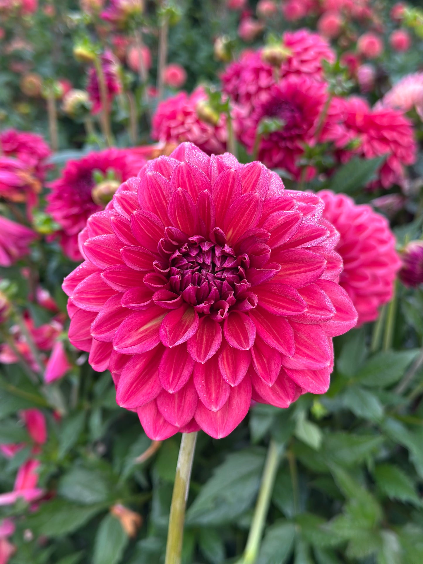 Perch Hill Dahlia Tuber