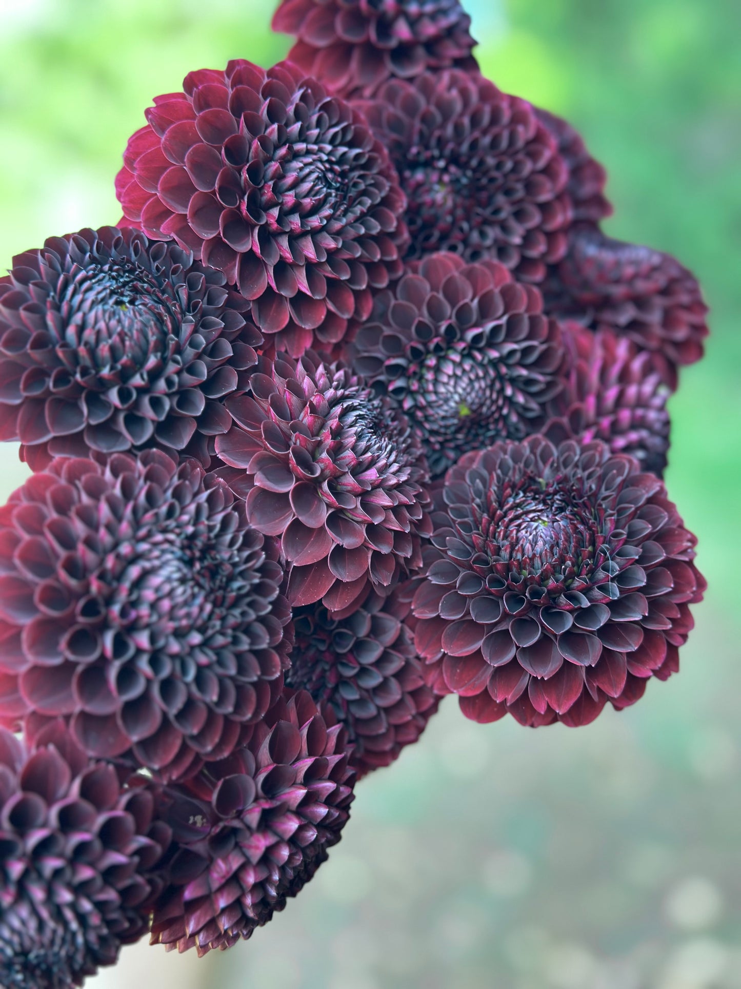 Jowey Mirella Dahlia Tuber