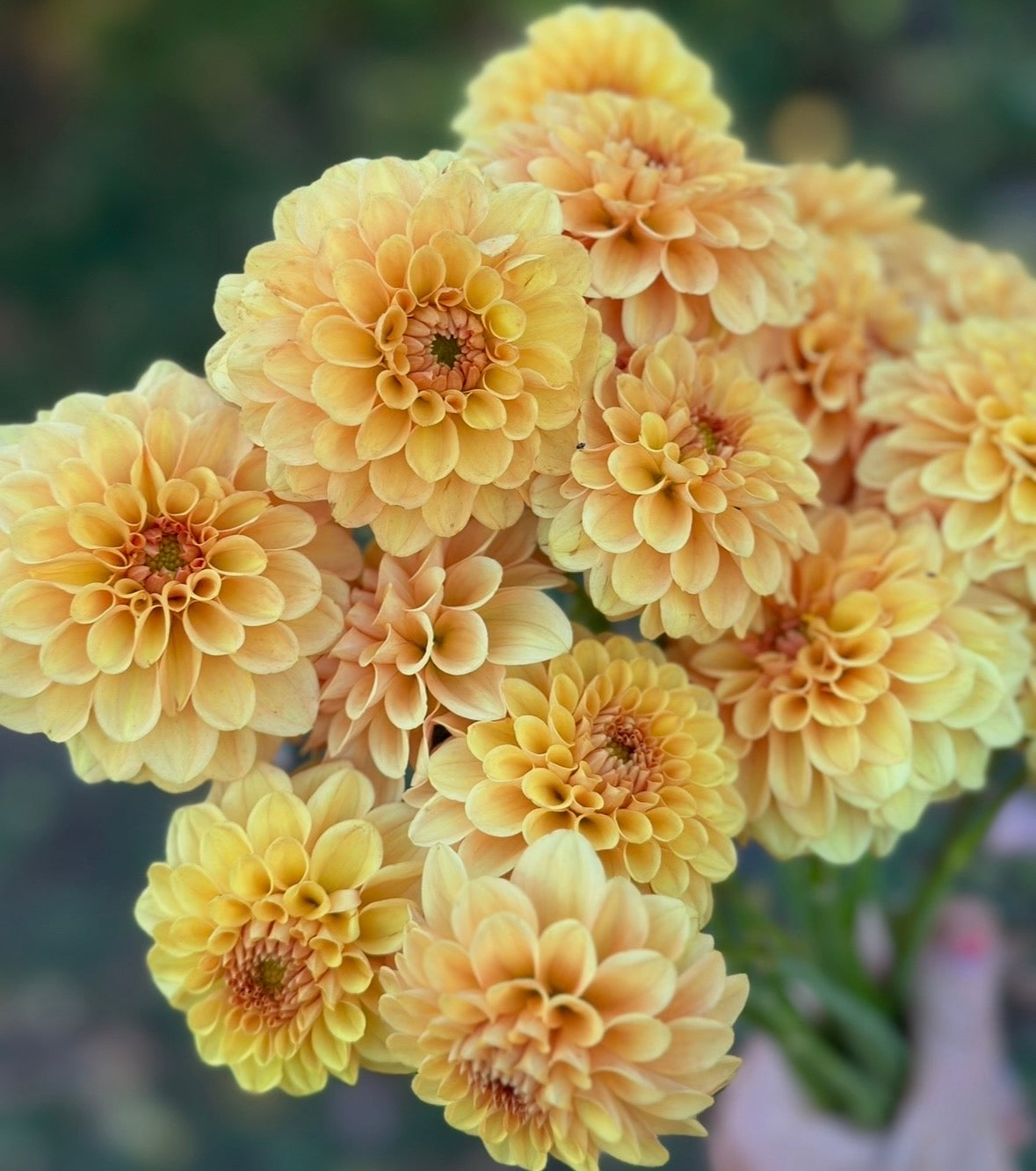 Collection Little Ladies Dahlia Tubers