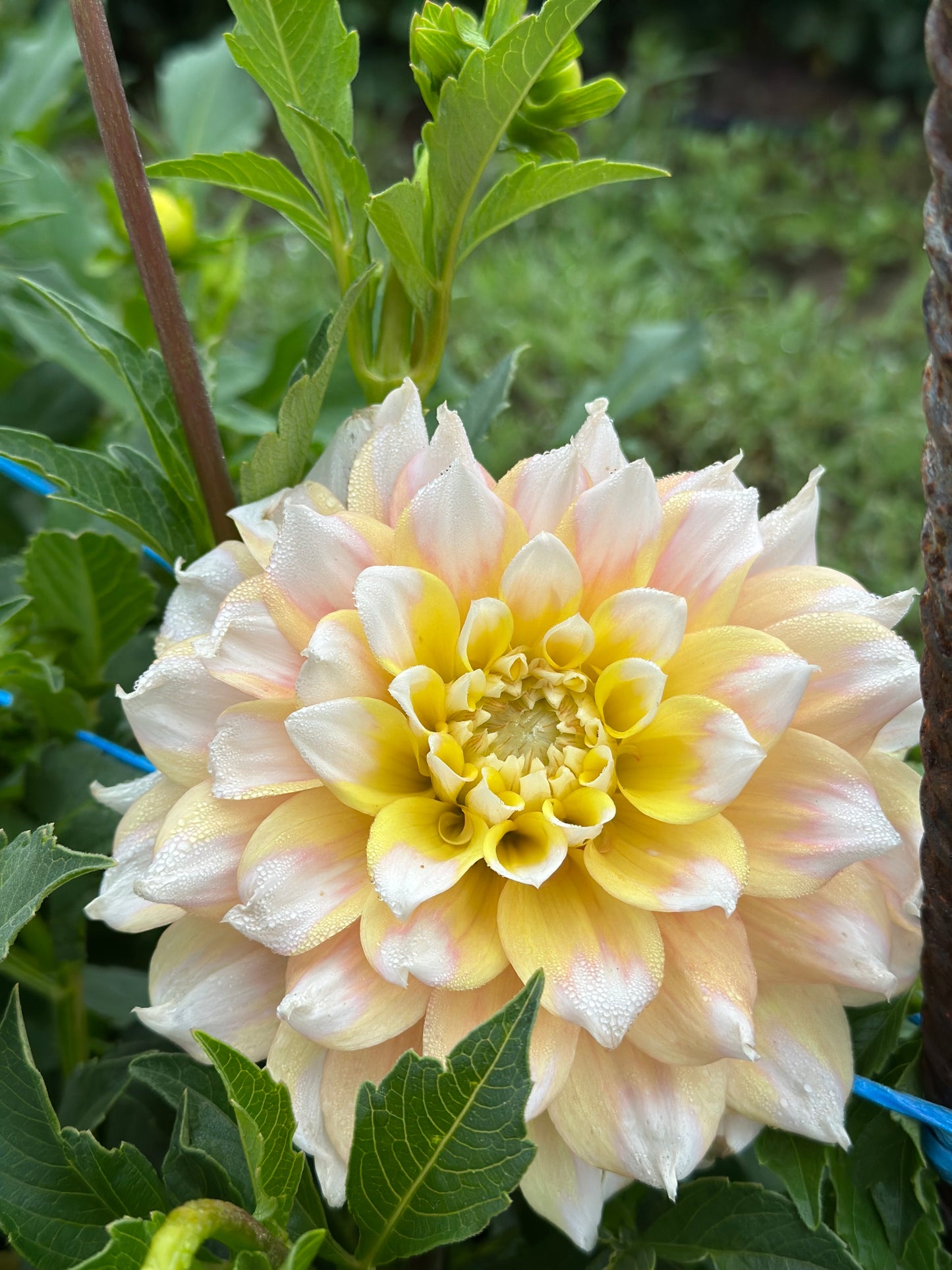 Seattle Dahlia Tuber