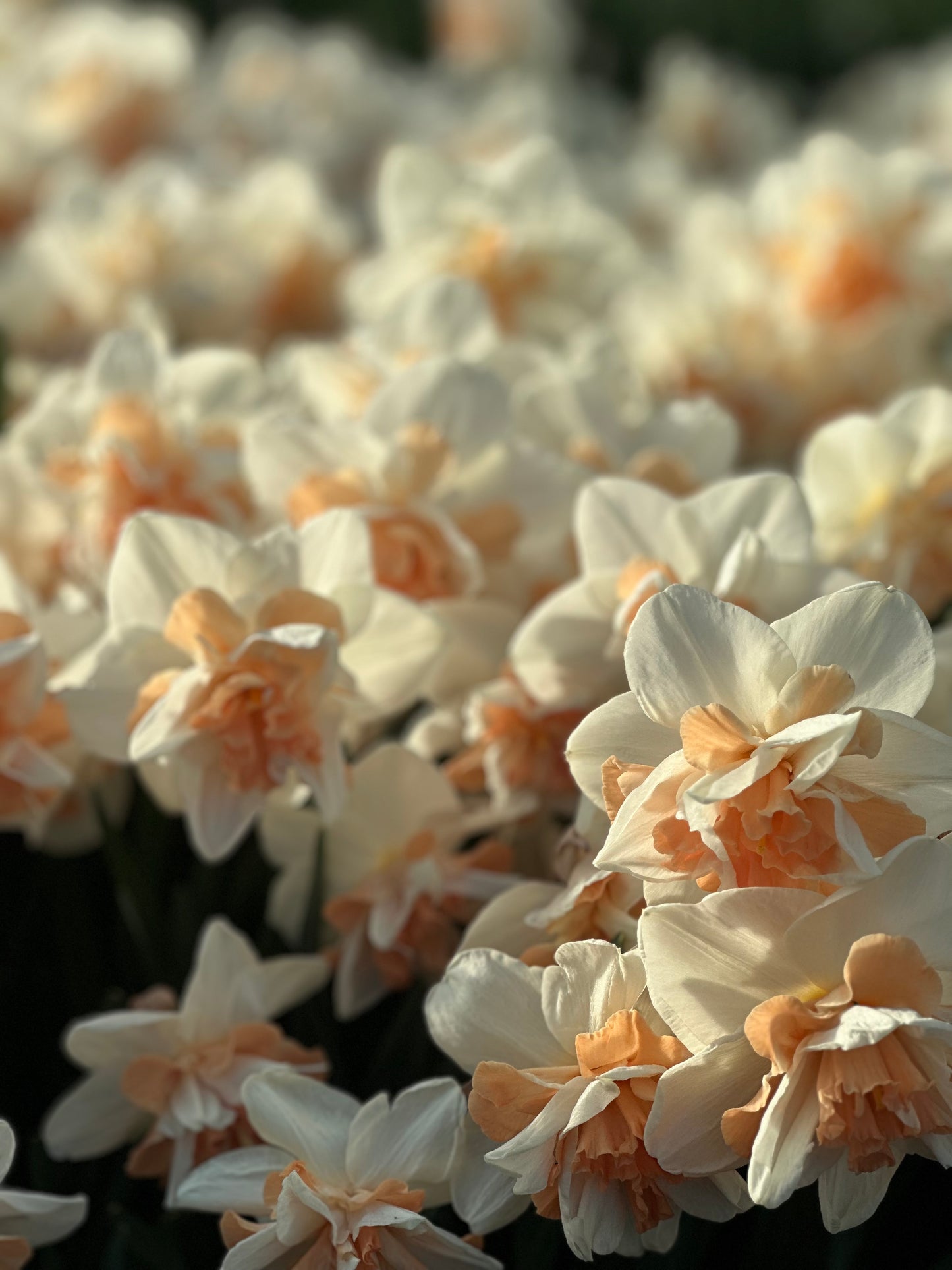 10 Double Daffodil bulbs- Delnashaugh