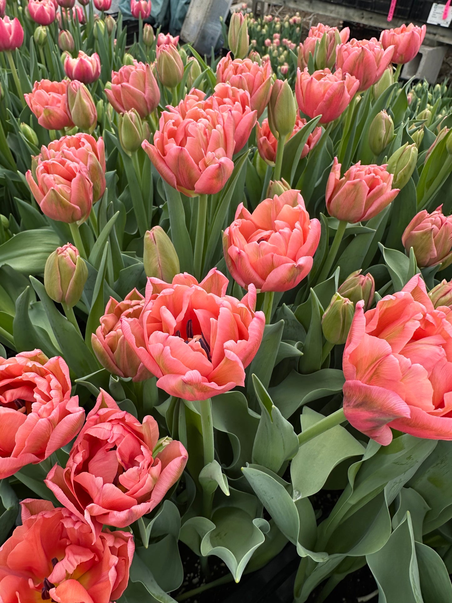10 Tulip Bulbs- Pink Symbiose