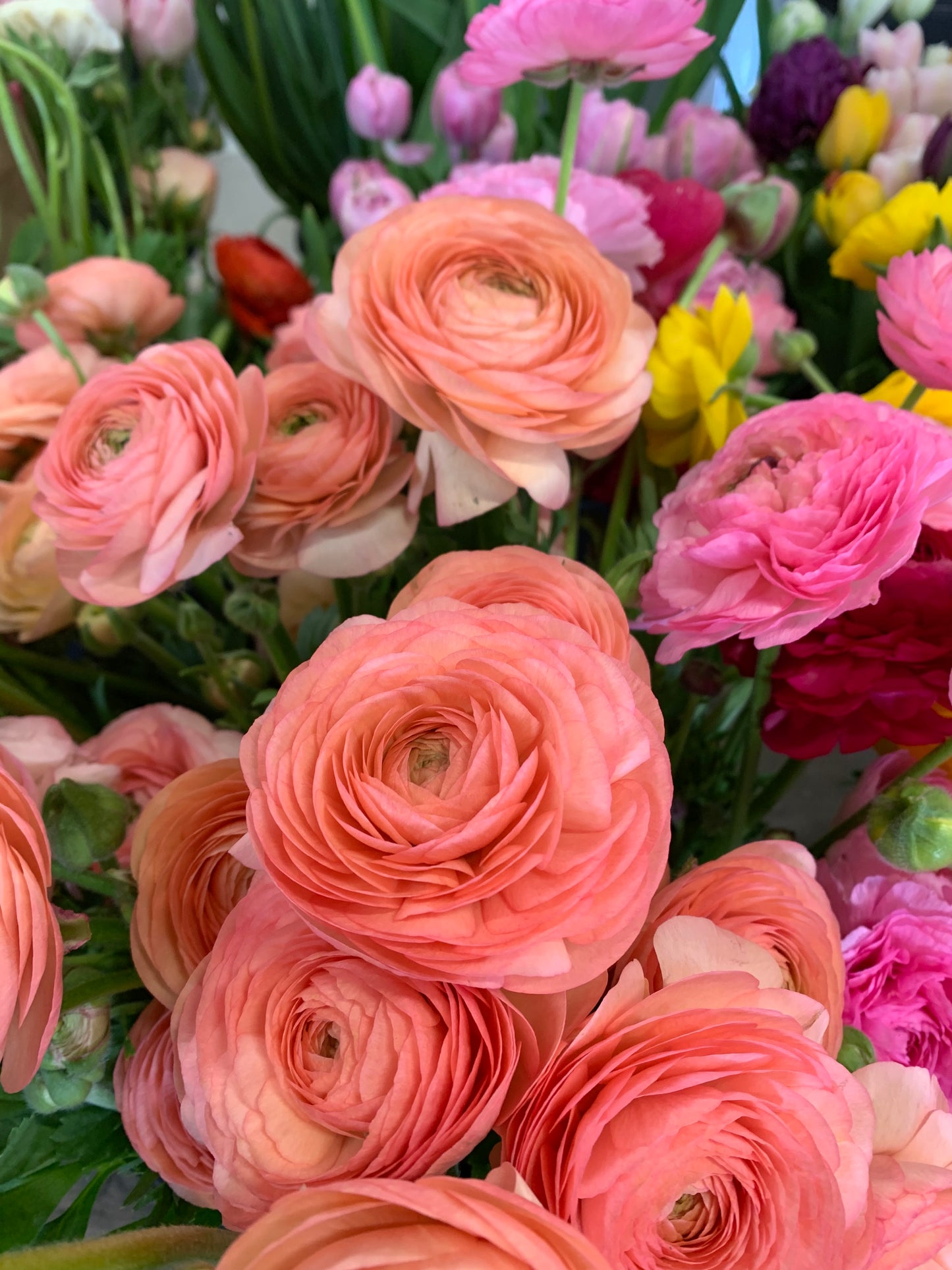 10 Corms - Ranunculus Amadine Salmon