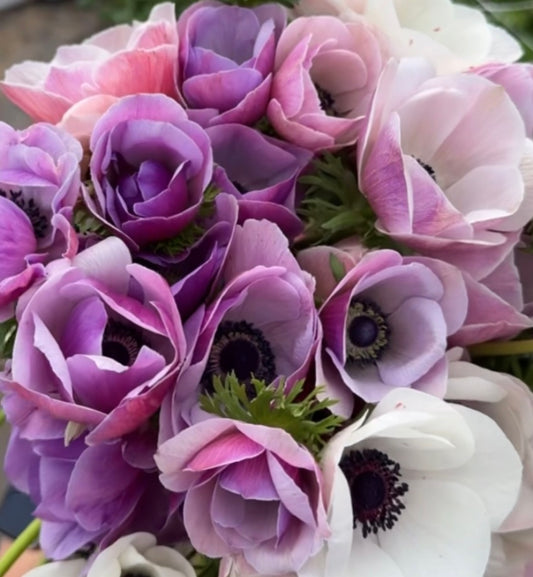 10 Corms - Anemone Caramel Pastel