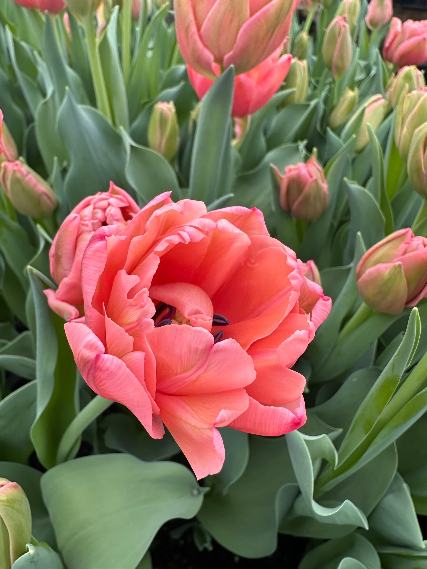 10 Tulip Bulbs- Pink Symbiose