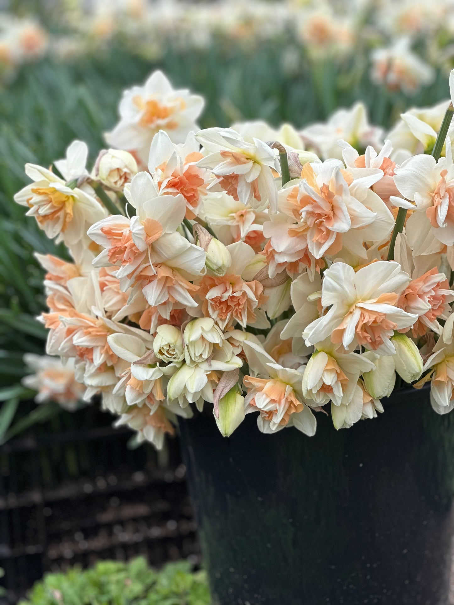 10 Double Daffodil bulbs- Delnashaugh