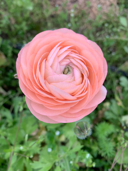 10 Corms - Ranunculus Amadine Salmon