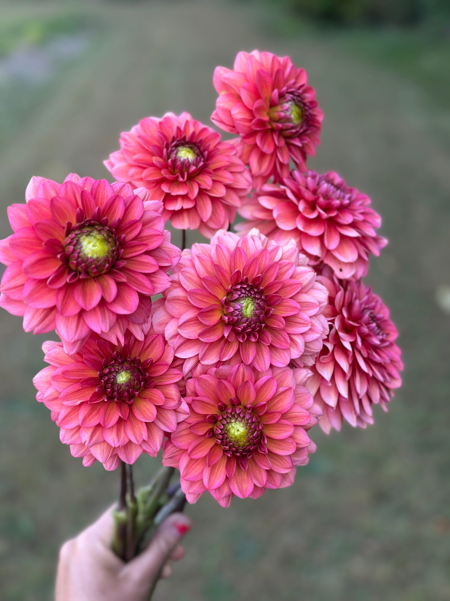 Salmon Runner Dahlia Tuber