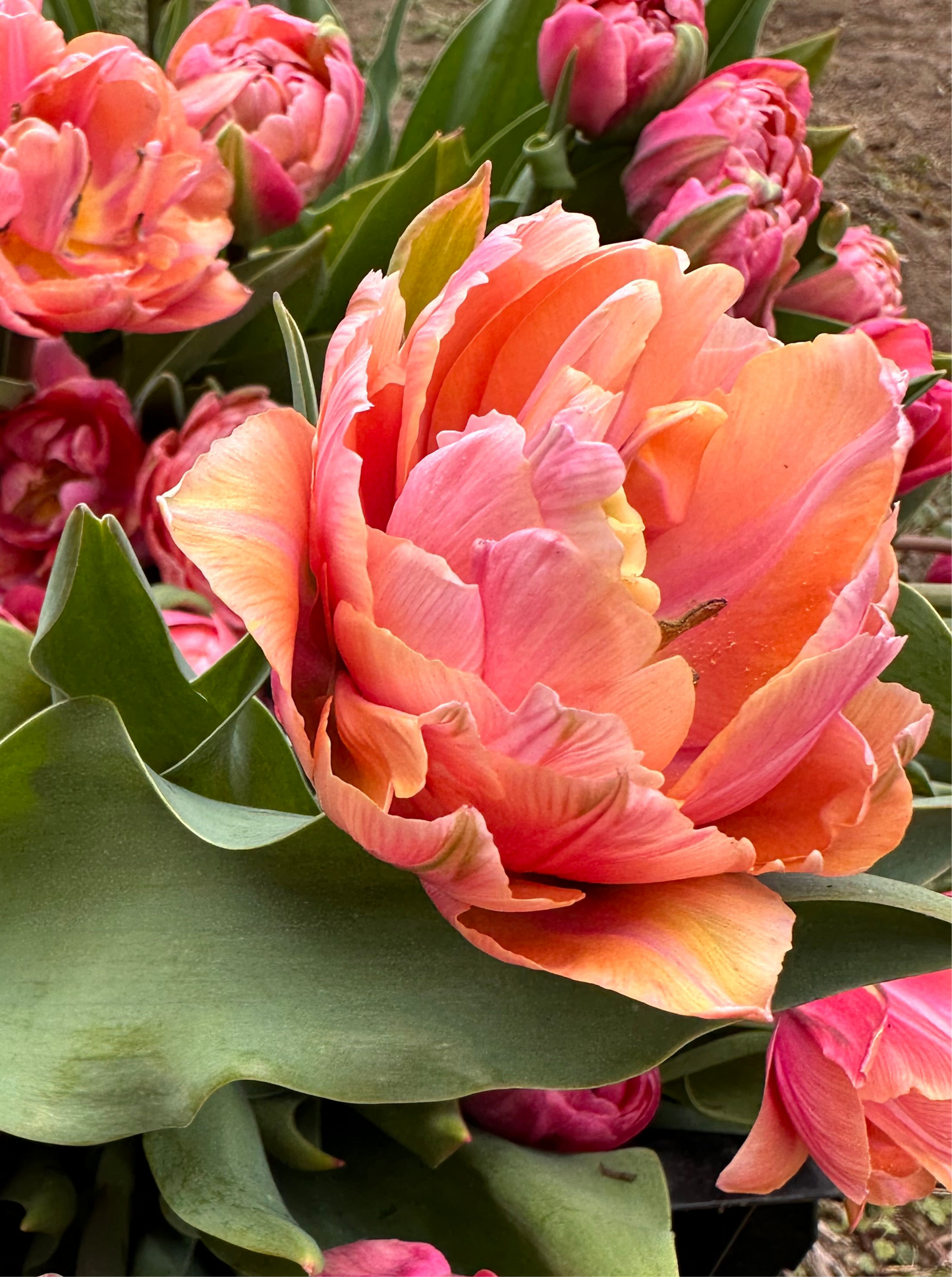10 Tulip Bulbs- Pink Cameo