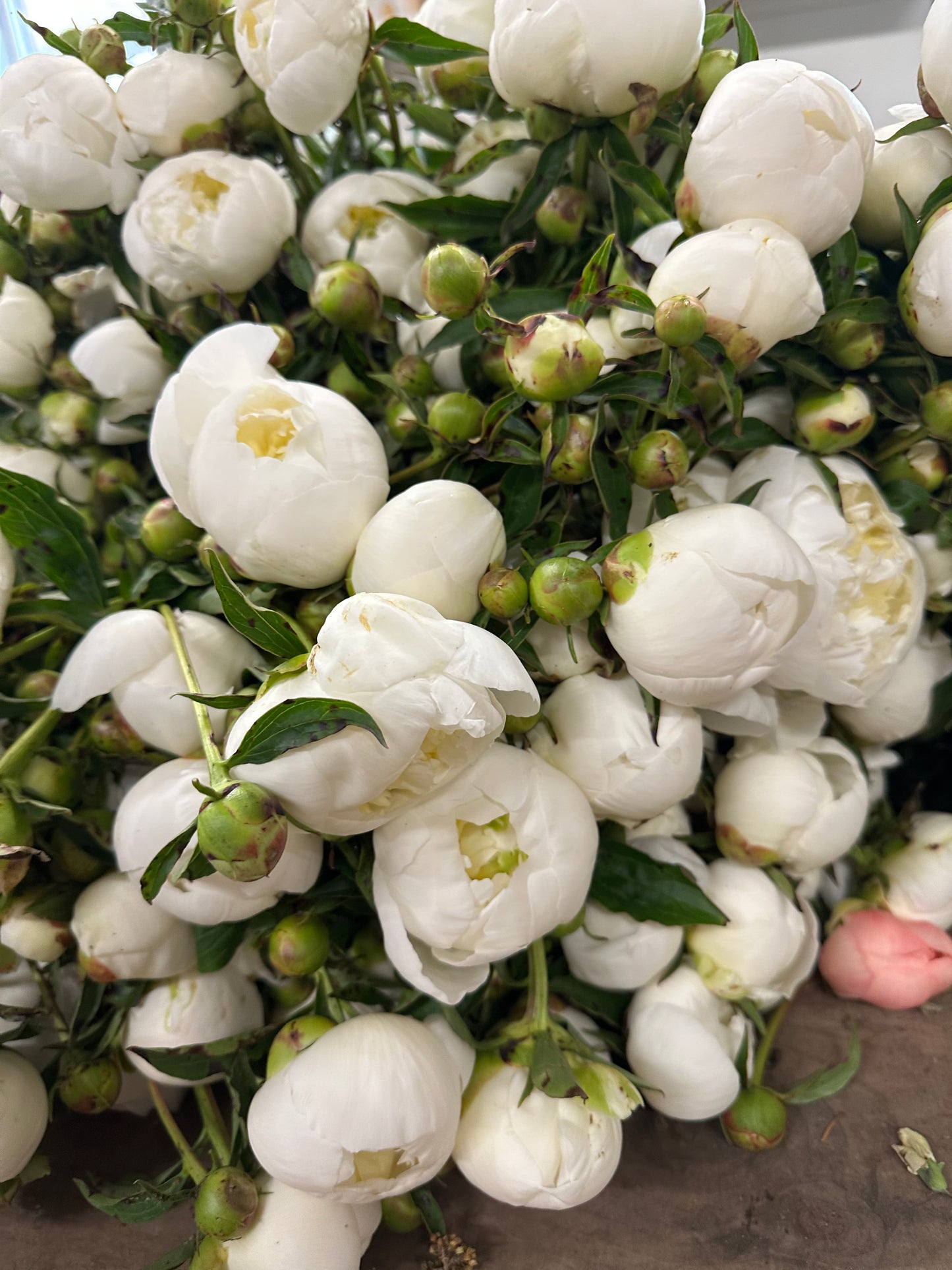 Peony Flower Club Subscription - June 2026