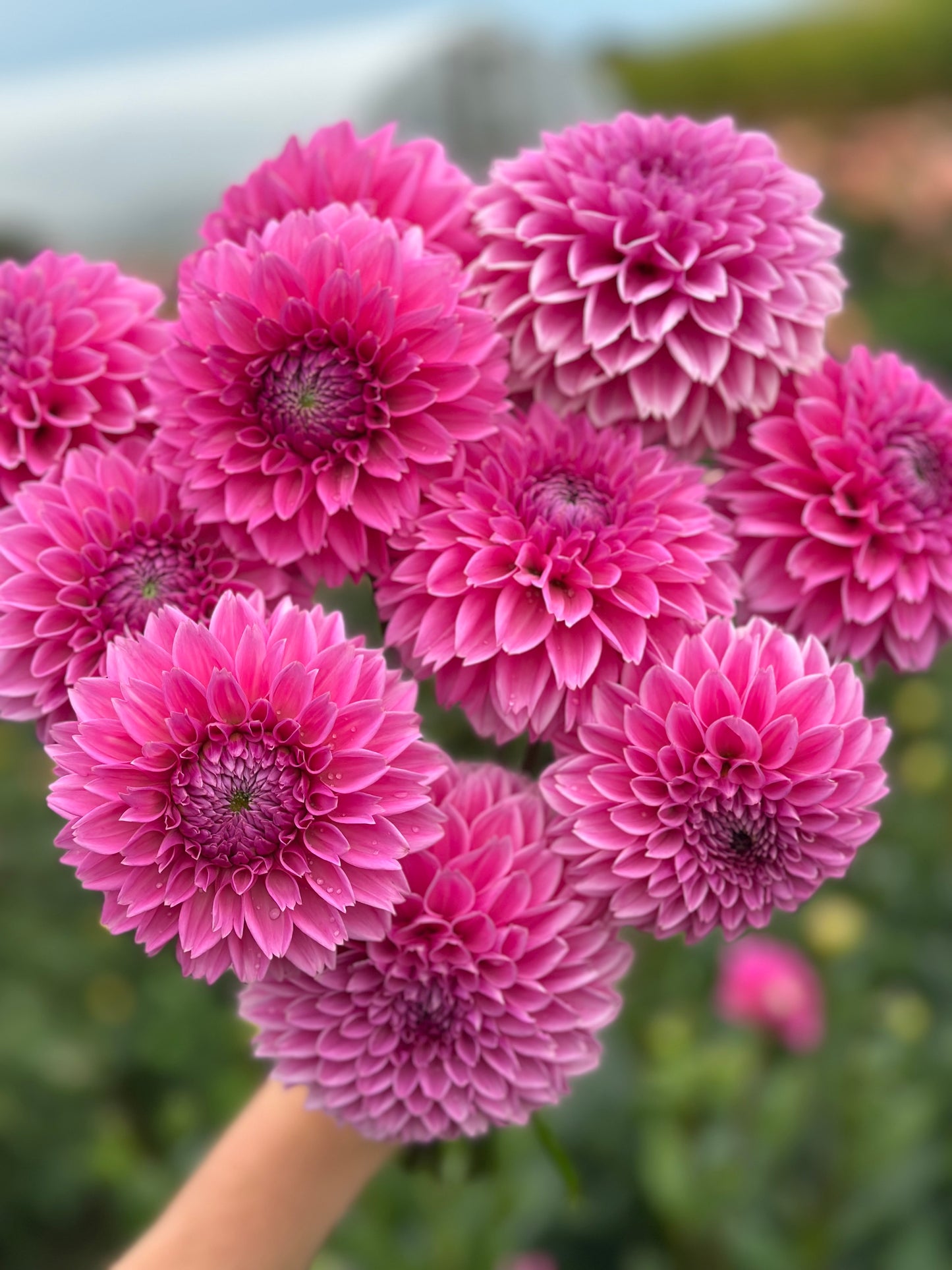 Sweet Fabienne Dahlia Tuber