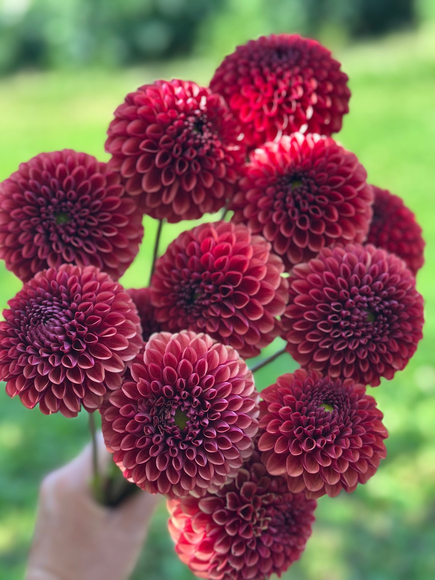 Copper Boy Dahlia Tuber