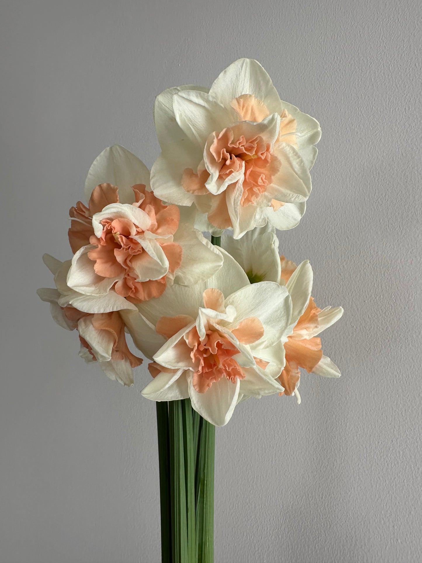 10 Double Daffodil bulbs- Delnashaugh