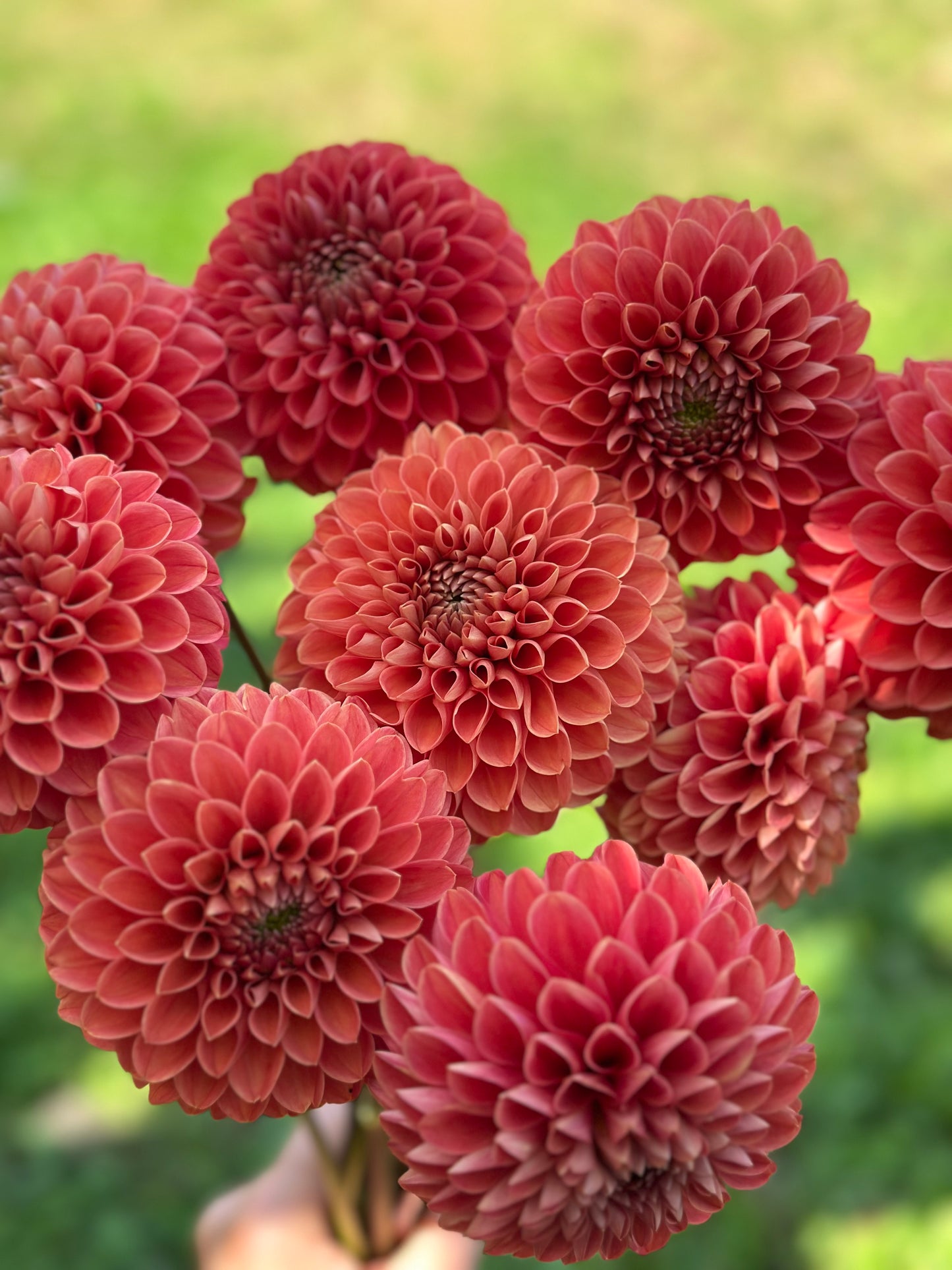 Jomanda Dahlia Tuber