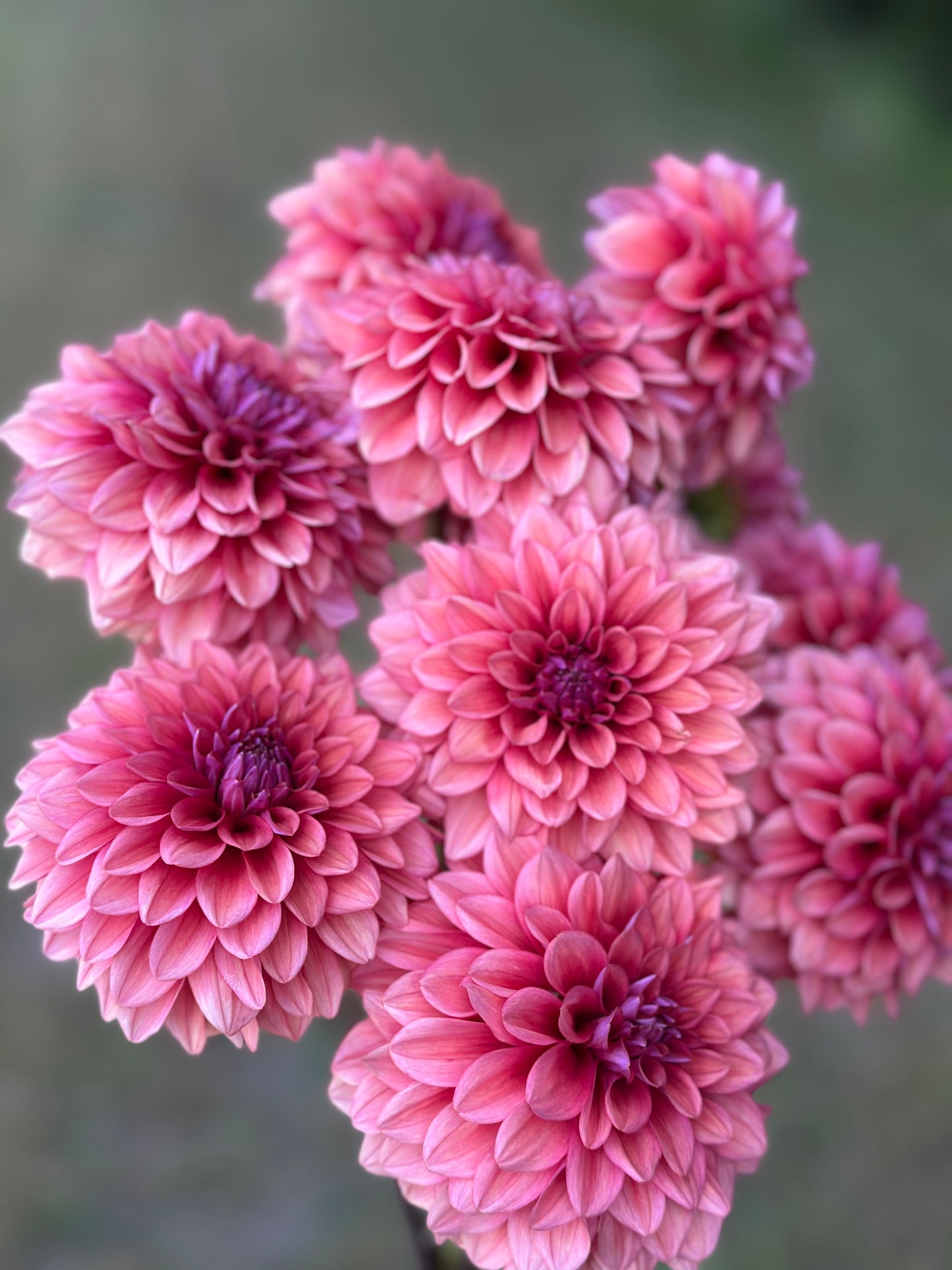 Mystique Dahlia Tuber