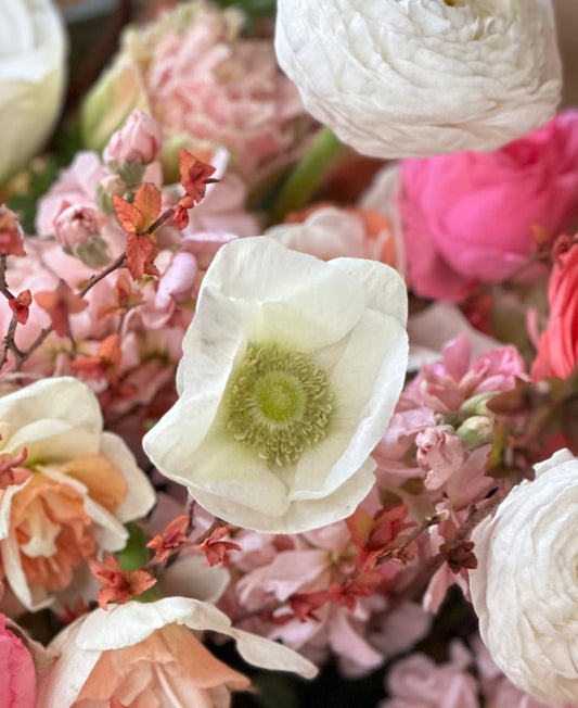 10 Corms - Anemone The Bride