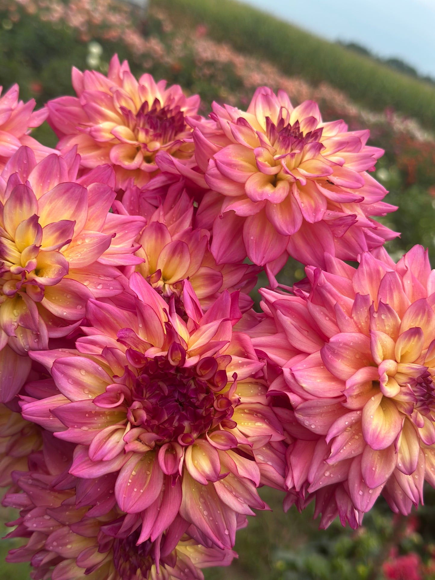 Bahama Mama Dahlia Tuber