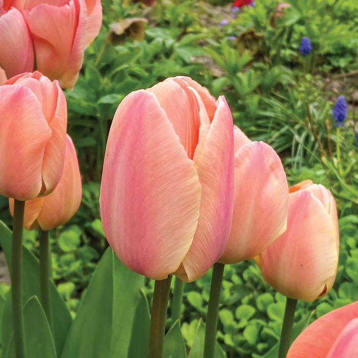 10 Tulip Bulbs- Coral Pride