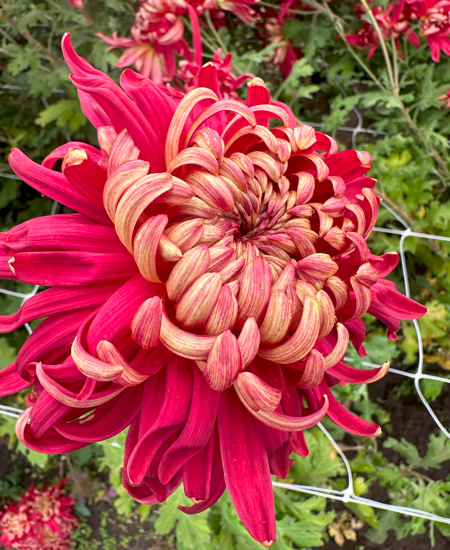 Chrysanthemum Crimson Tide