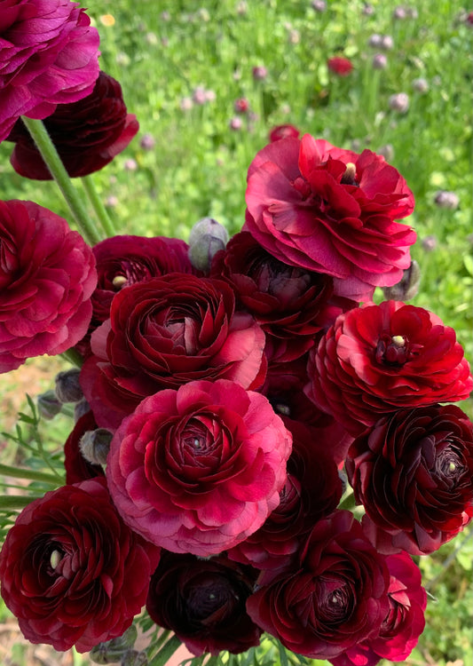 10 Corms - Ranunculus Amadine Pauline