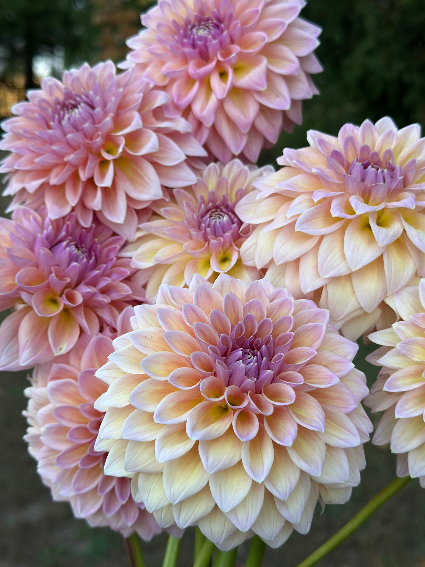 Castle Drive Dahlia Tuber