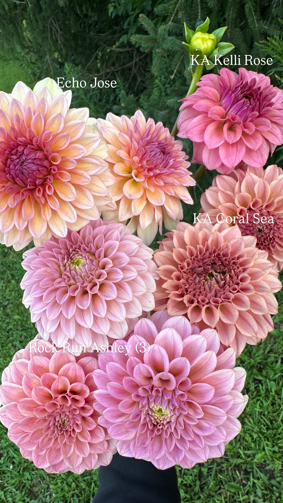 KA’s® Coral Sea Dahlia Tuber