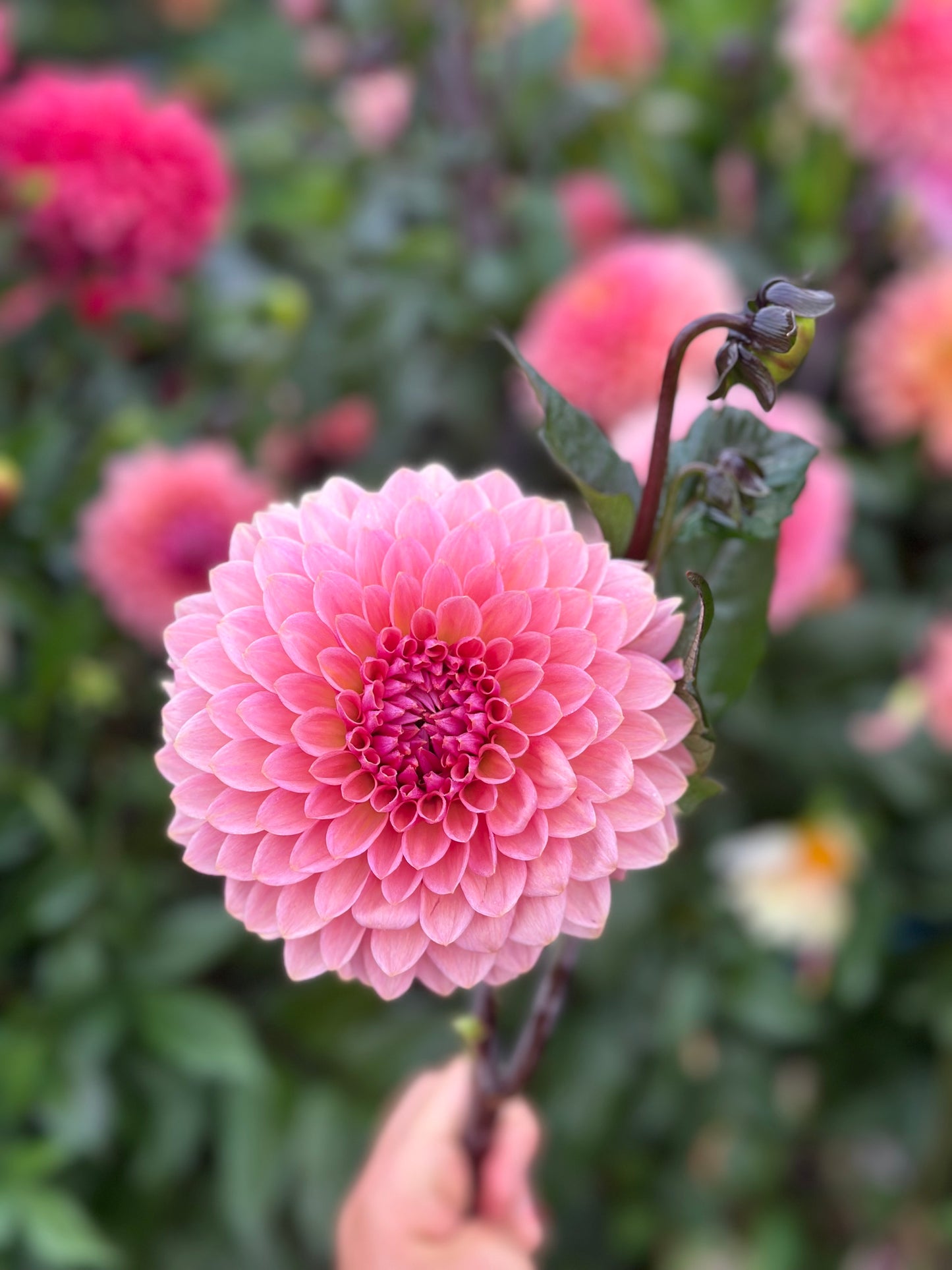 Sweet Sanne Dahlia Tuber