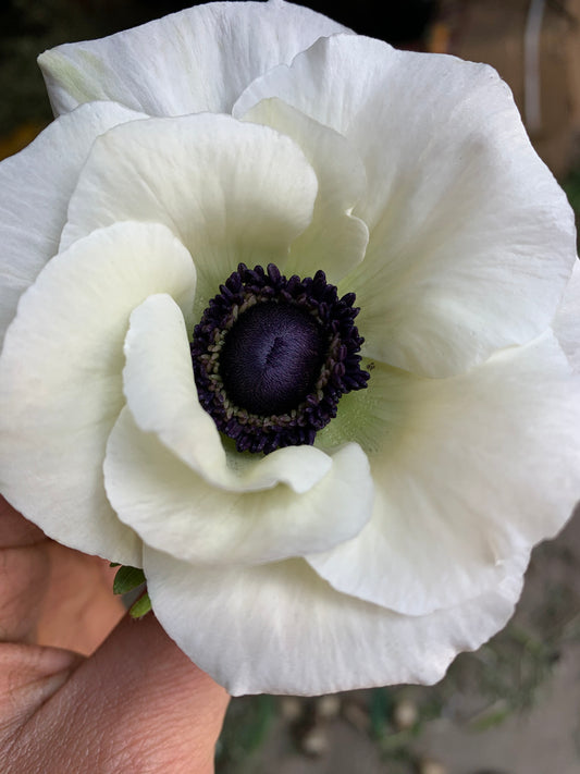 10 Corms - Anemone Caramel White