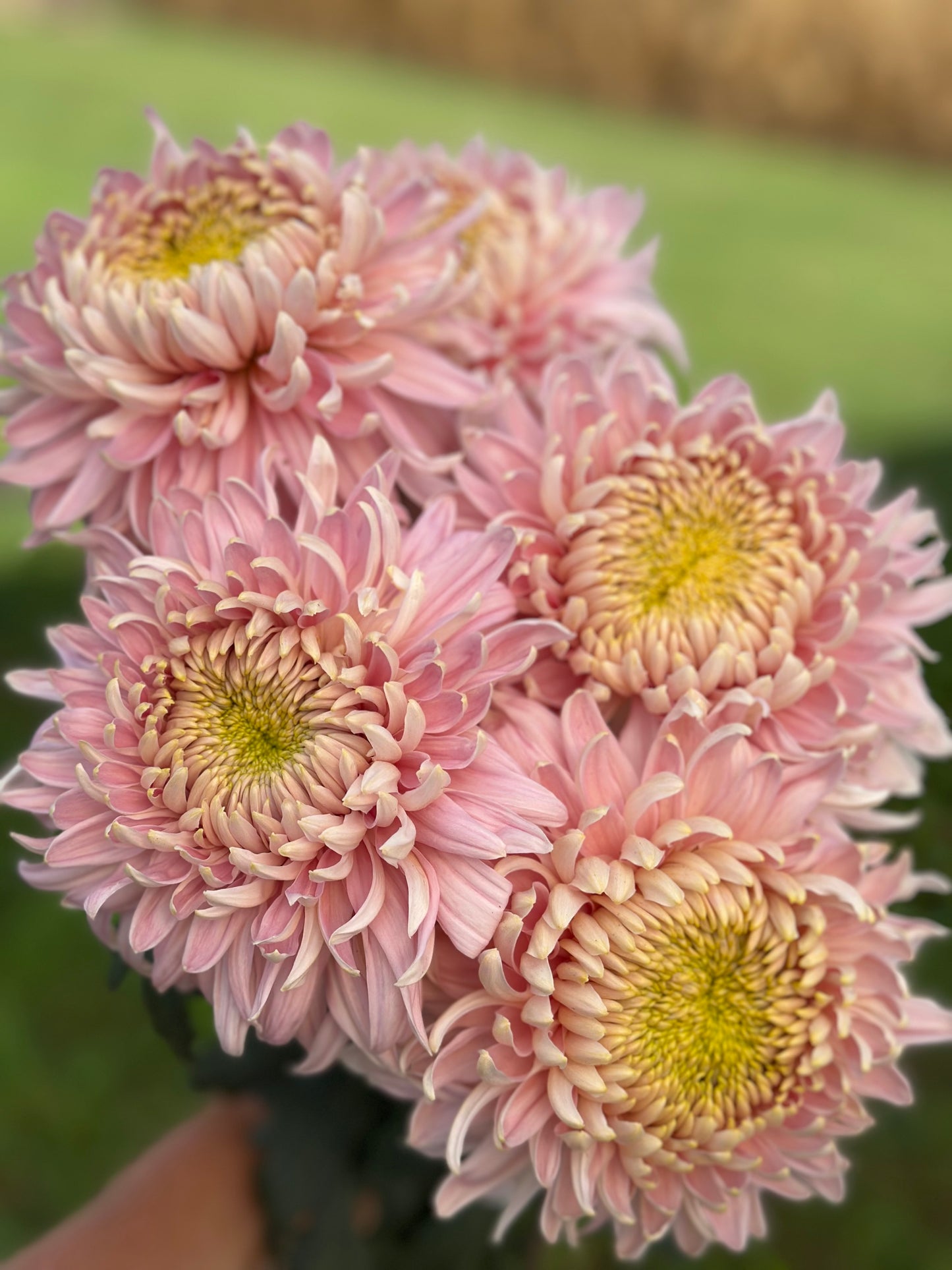Cutting - Heirloom Chrysanthemum Seaton’s De Jore