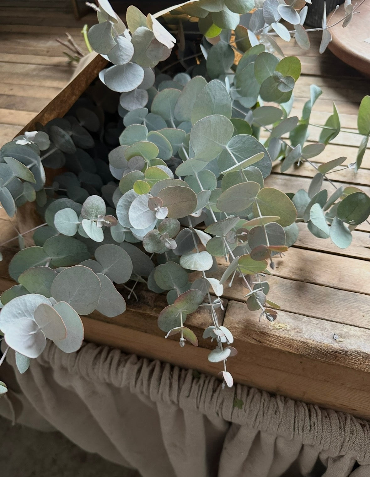 Eucalyptus Baby Blue