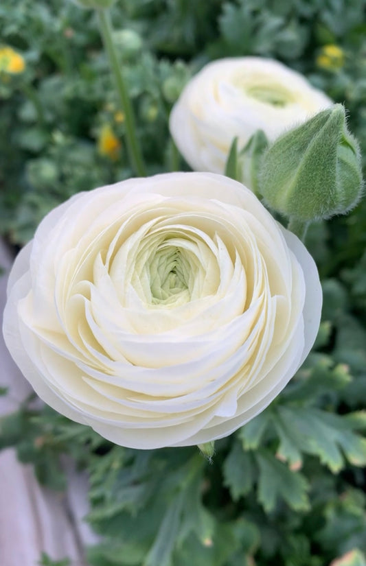 10 Corms - Ranunculus Amadine White