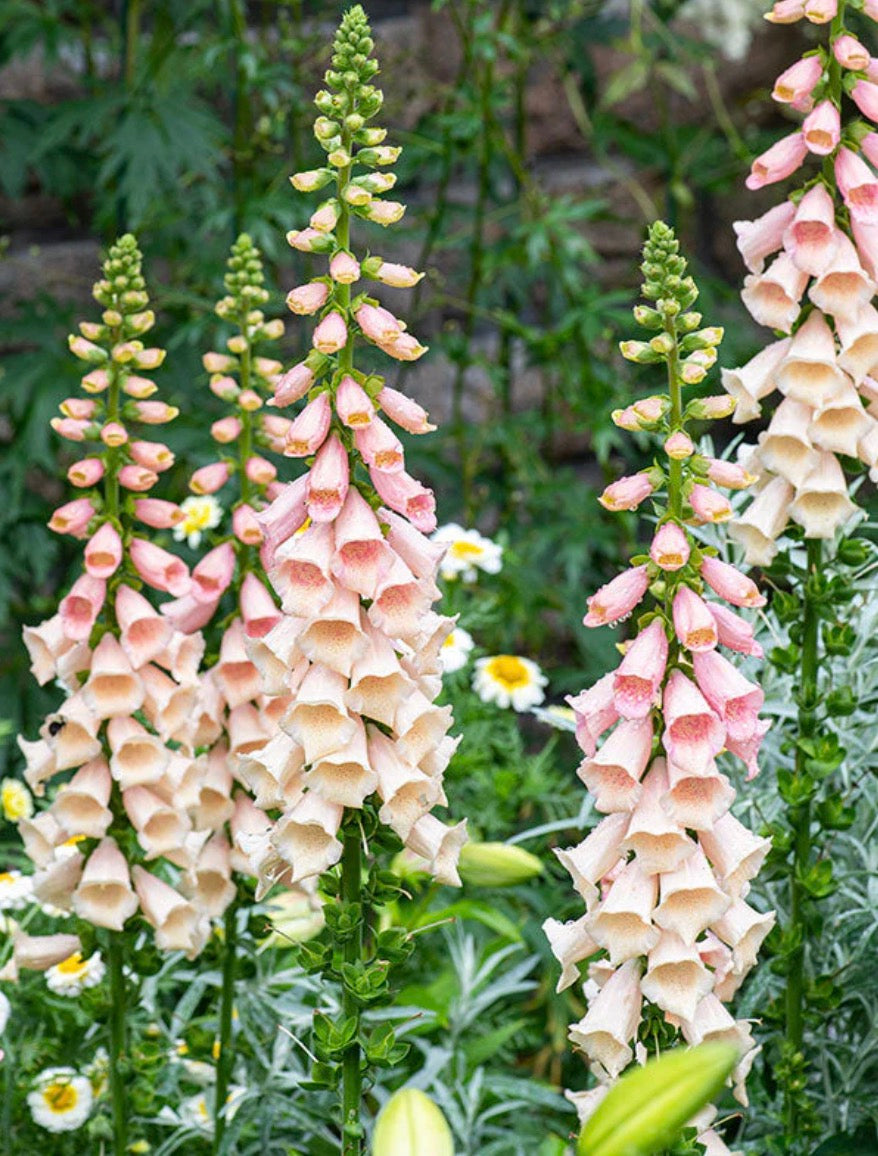 Foxglove Dalmatian Peach