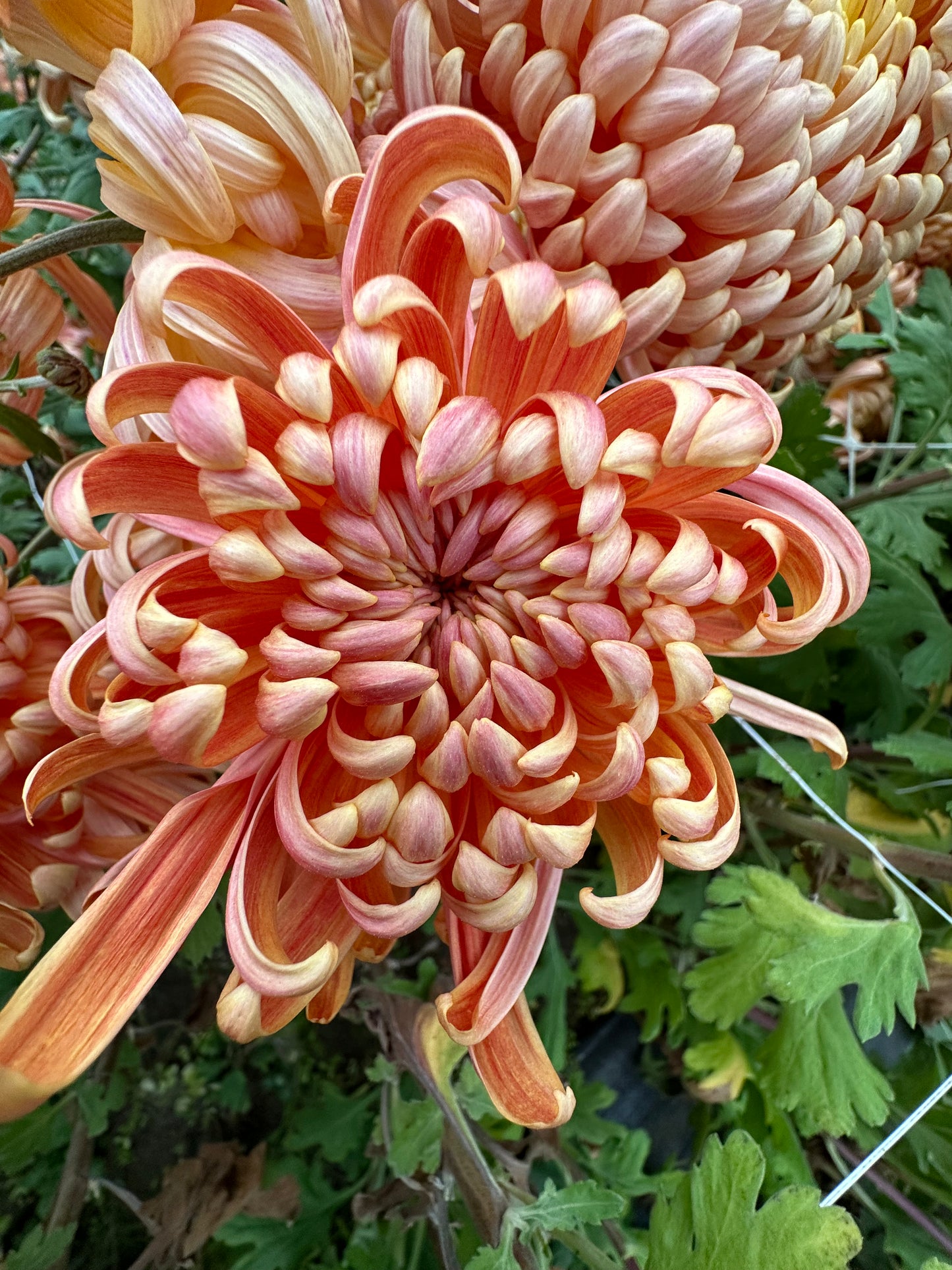 Cutting - Heirloom Chrysanthemum River City