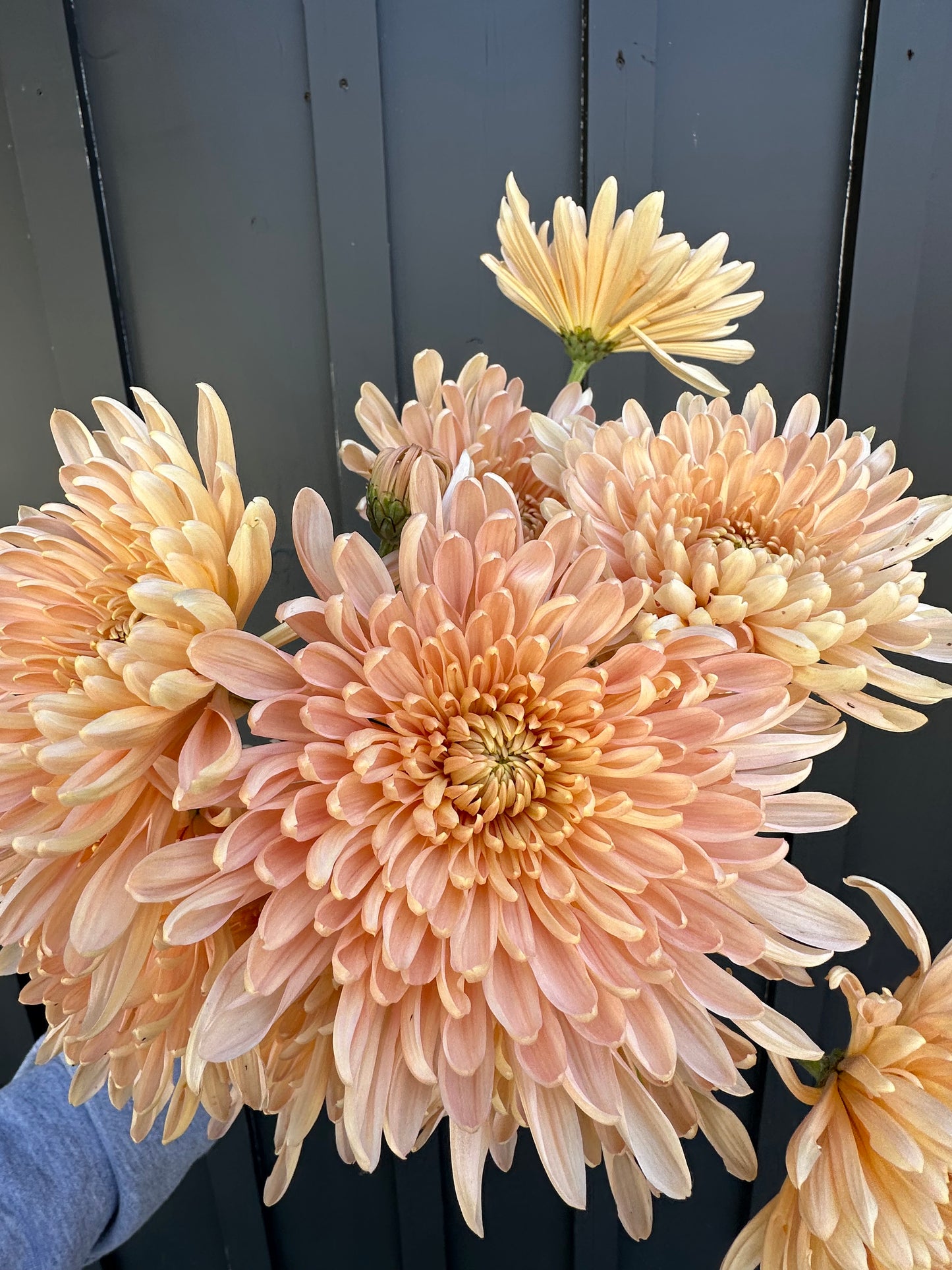 Cutting - Heirloom Chrysanthemum Krabi