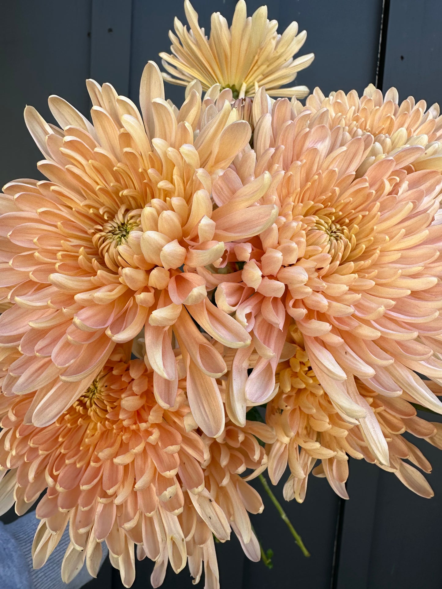 Cutting - Heirloom Chrysanthemum Krabi
