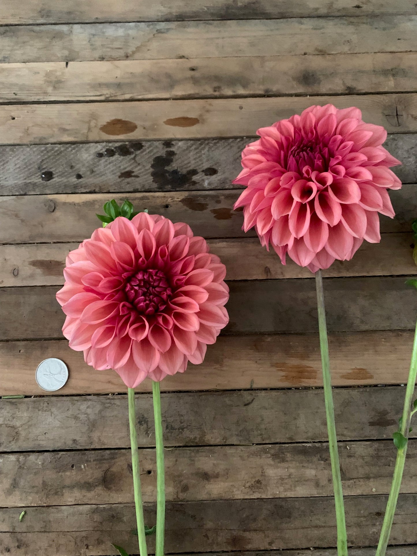 Orange Globe Dahlia Tube