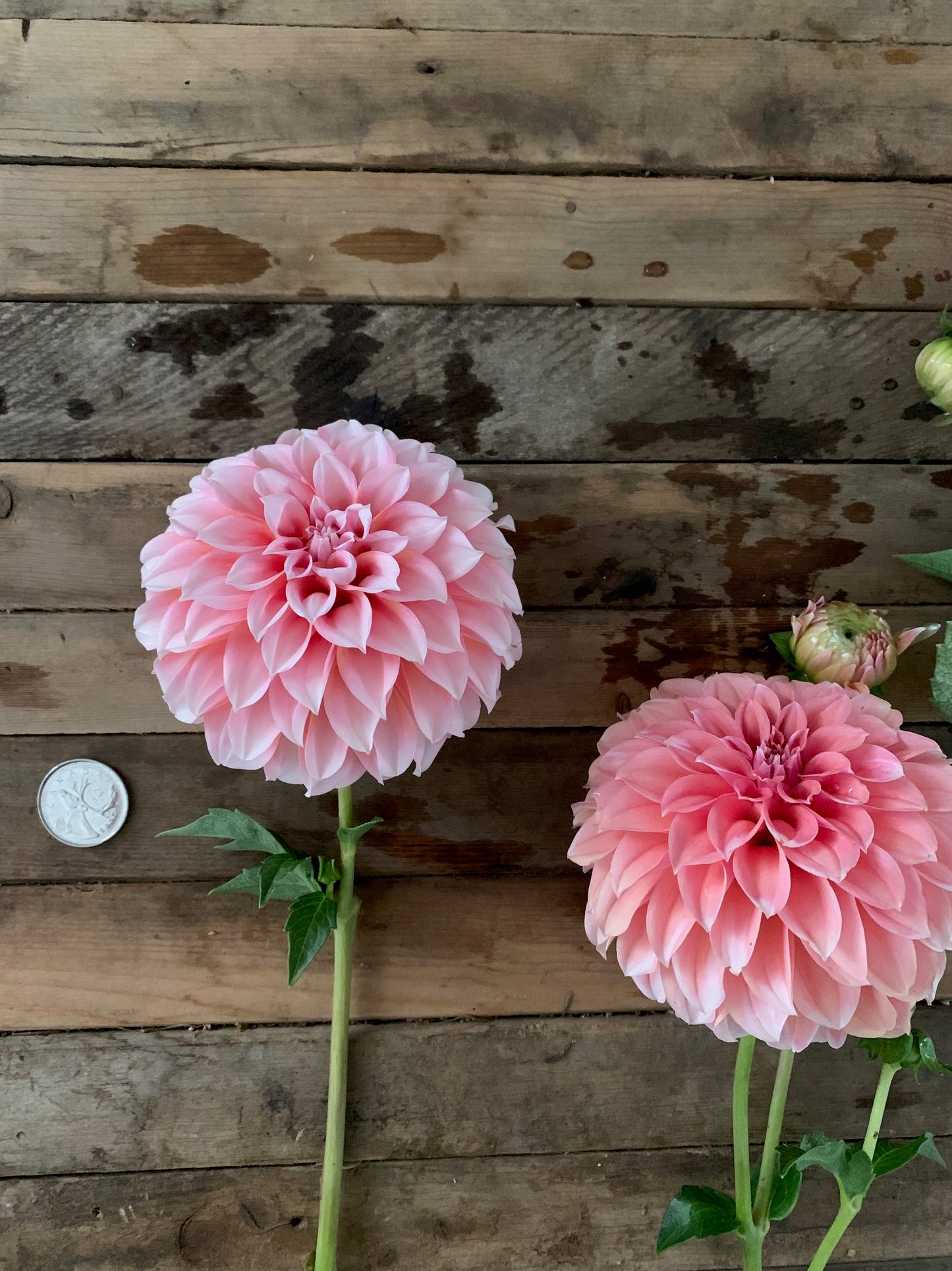 Peaches n Cream Dahlia Tuber