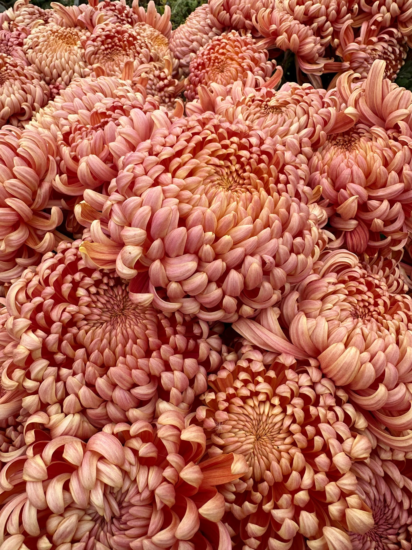 River City Rooted Chrysanthemum Cuttings Wholesale