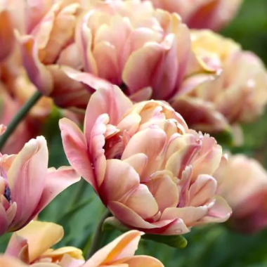10 Tulip Bulbs- La Belle Epoque