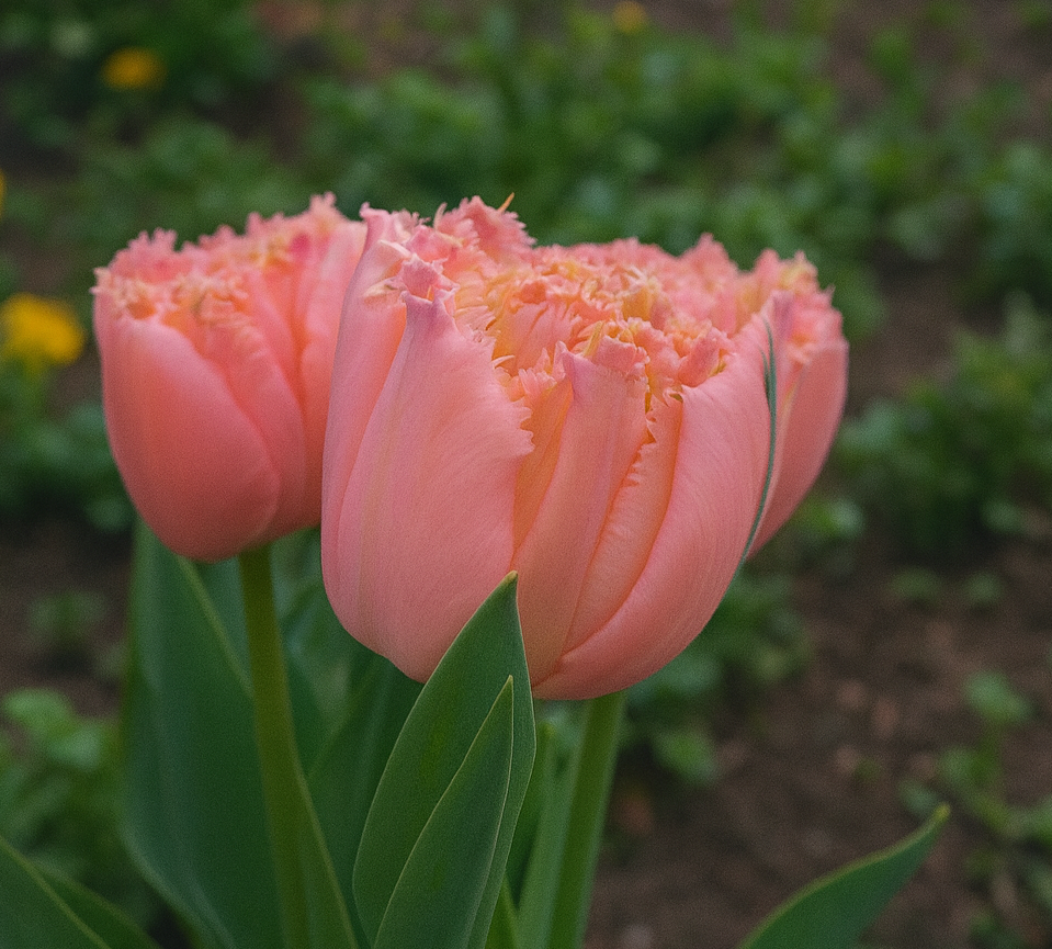 10 Tulip Bulbs- Pink Magic