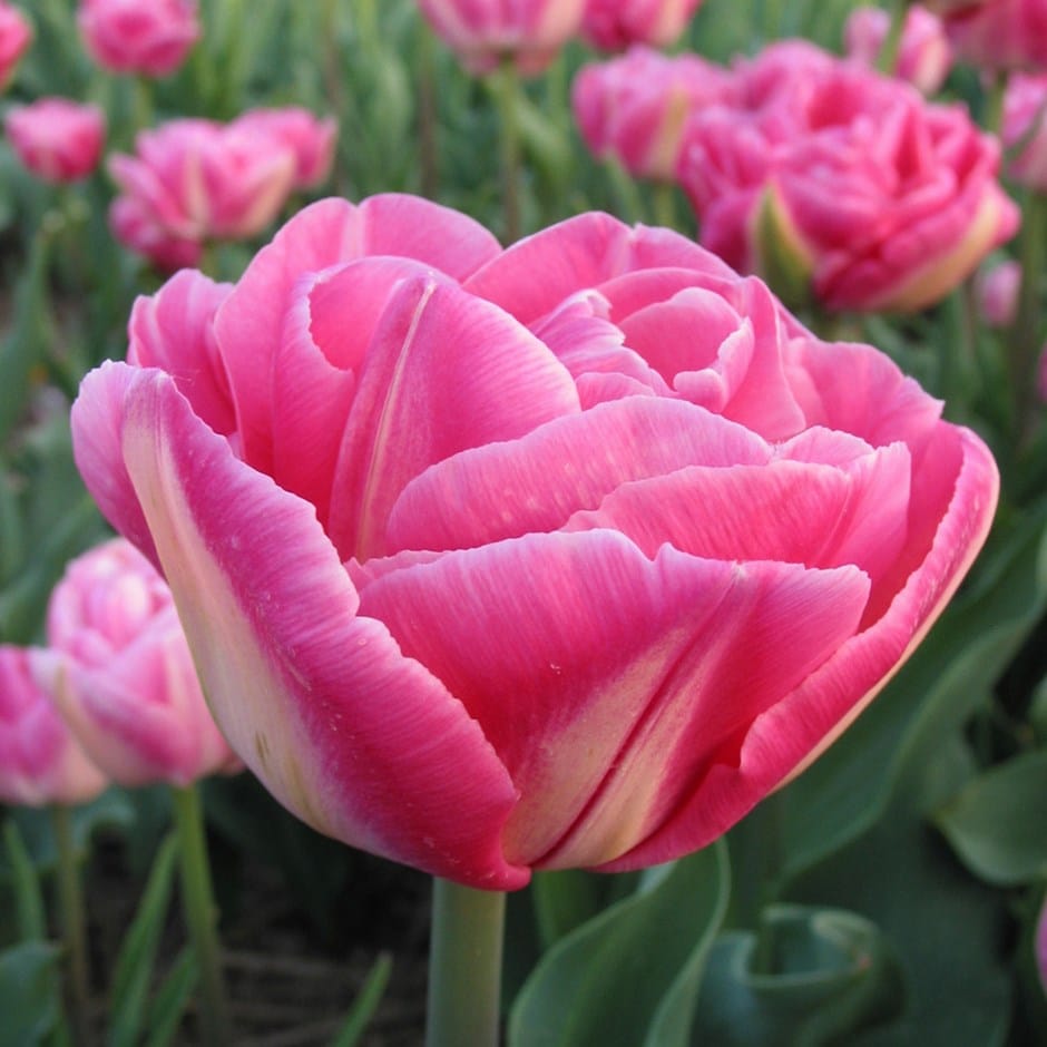 10 Tulip Bulbs- Vogue