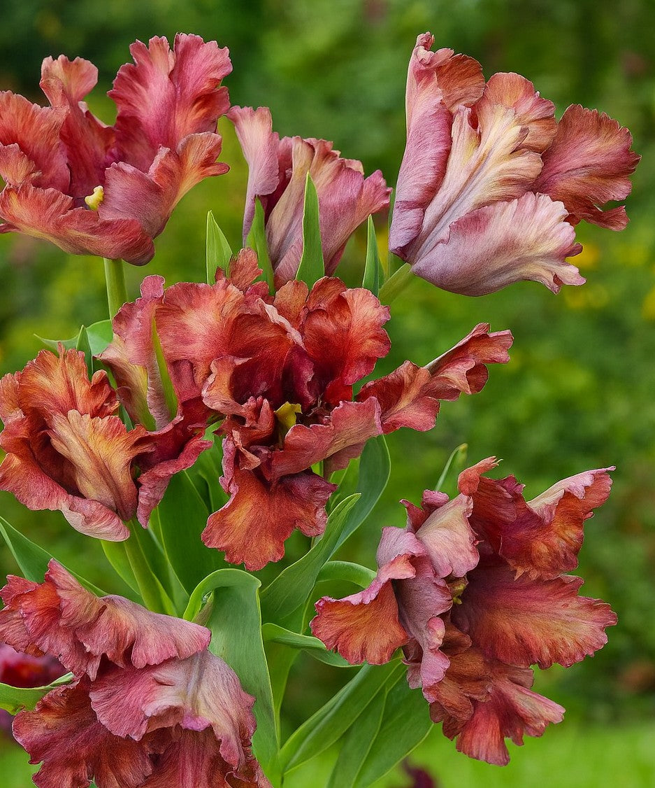 10 Tulip Bulbs- Vovos