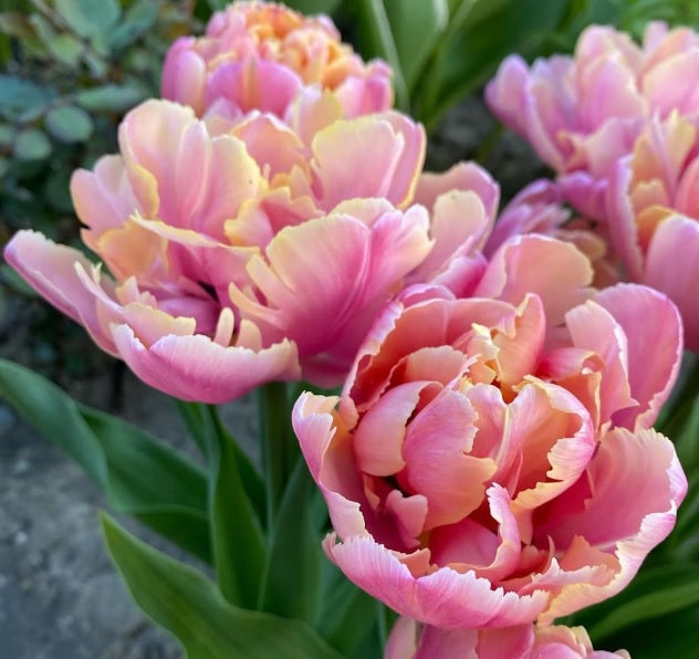 10 Tulip Bulbs- Pink Star