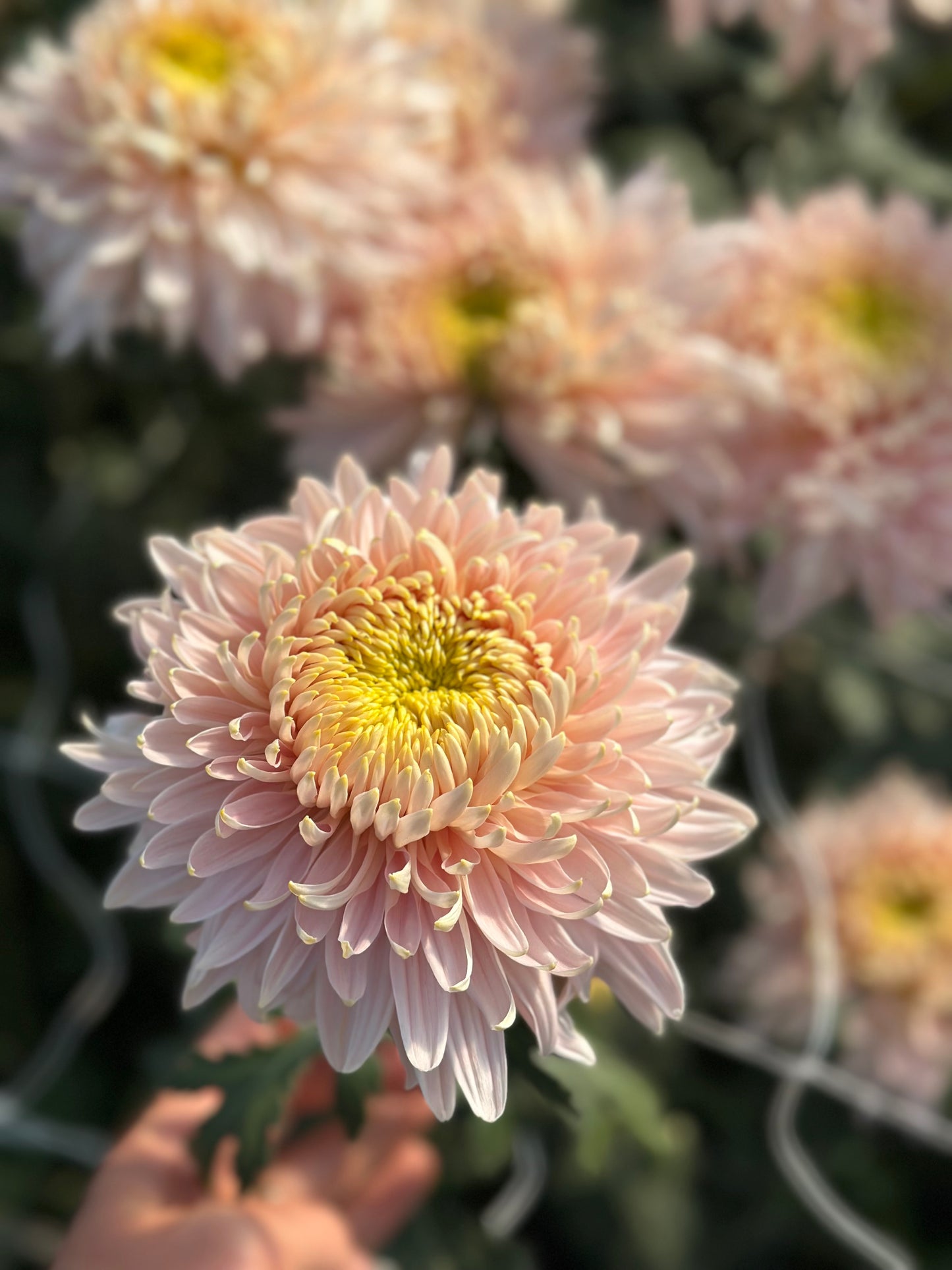 Cutting - Heirloom Chrysanthemum Seaton’s De Jore