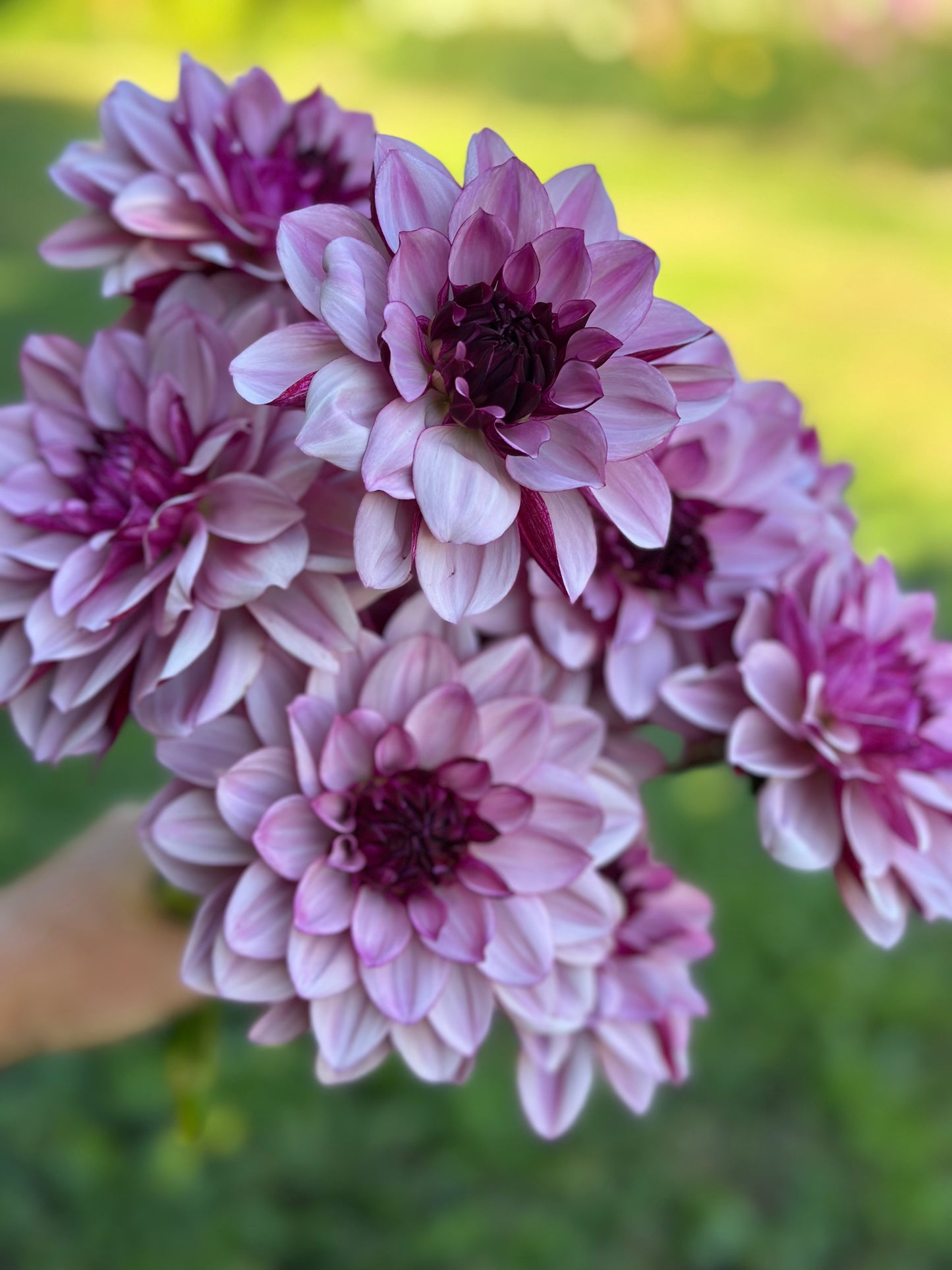 Creme de Cassis Dahlia Tuber