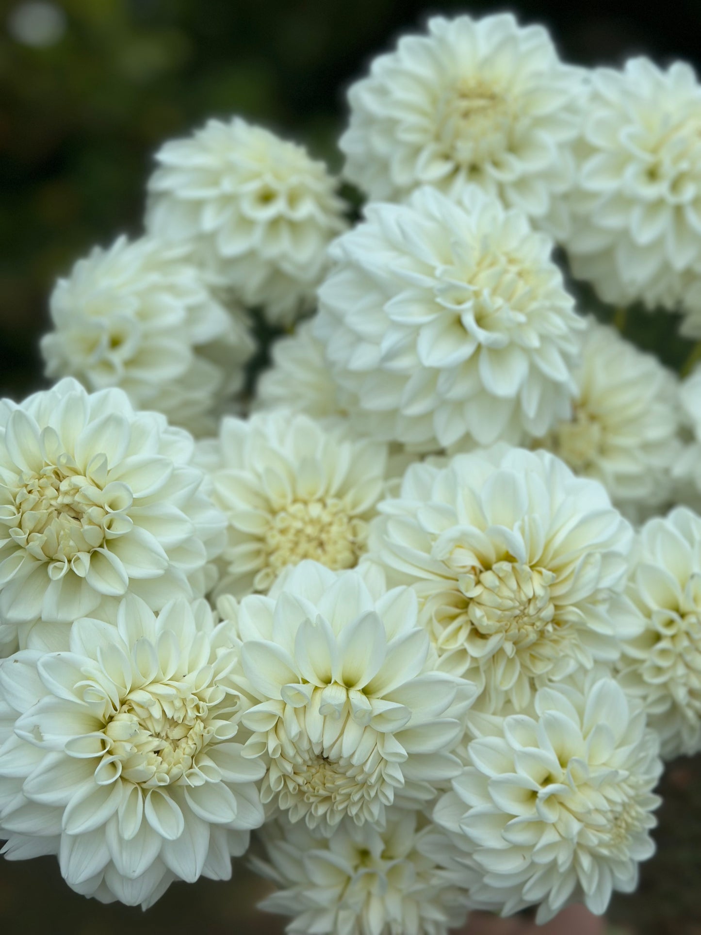 Blizzard Dahlia Tuber