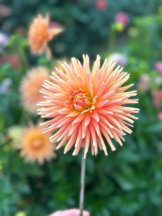 Ferncliff Paradise Dahlia Tuber