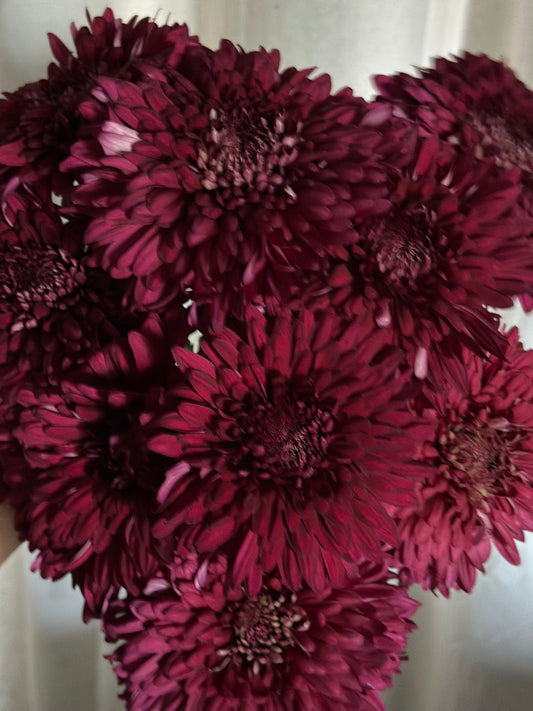 Cutting - Heirloom Chrysanthemum Pot Black