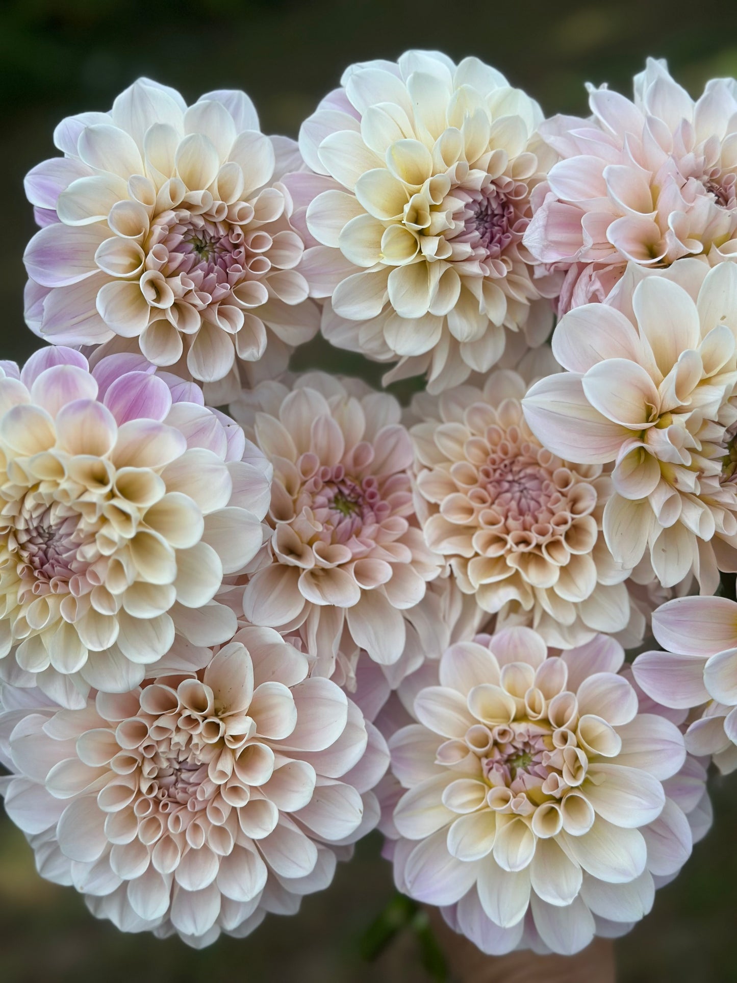 Sweet Nathalie Dahlia Tuber